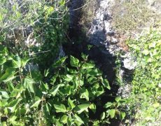 Figura 10 - Entrada do Algar do Penedo do Pico I (Foto: Márcia Cruz - GEM)