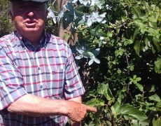 Figura 9 - O Sr António a indicar-nos mais um algar (Foto: Márcia Cruz - GEM)