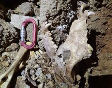 Figura 6 – Ossadas de carnívoro