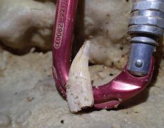 Figura 7– Dente do carnívoro