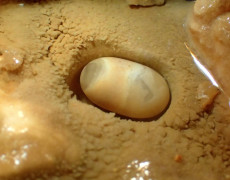 Figura 13 – Pérola de gruta