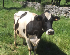 60058237_2670997602973597_8680943561727803392_n[1]