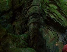 Alecrineiros18_DSC02004