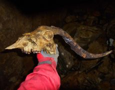 Alecrineiros18_DSC02016