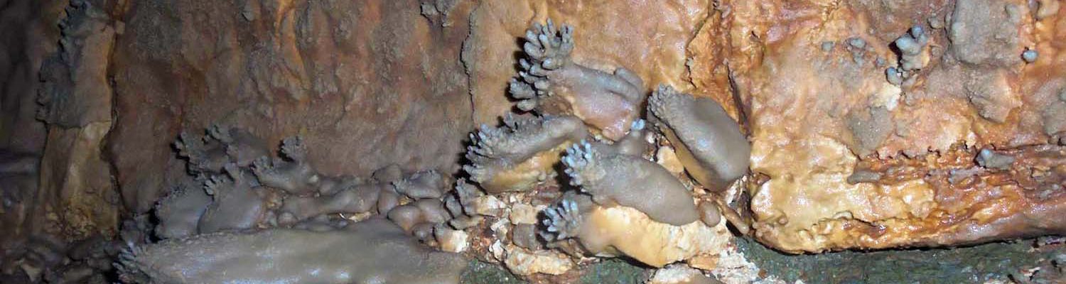 Artigo_Alecrineiros15