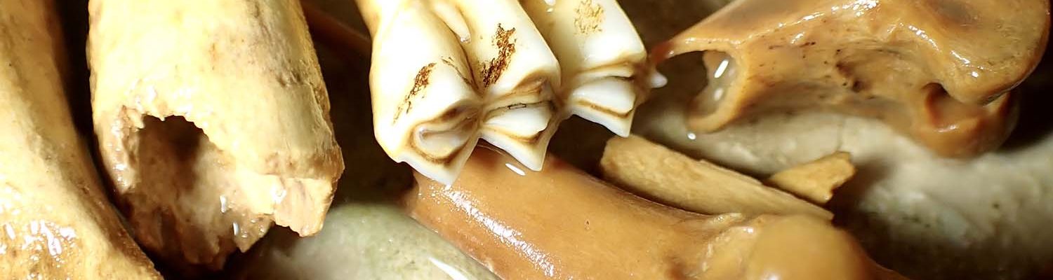 Artigo_Alecrineiros20 Artigo_Alecrineiros20