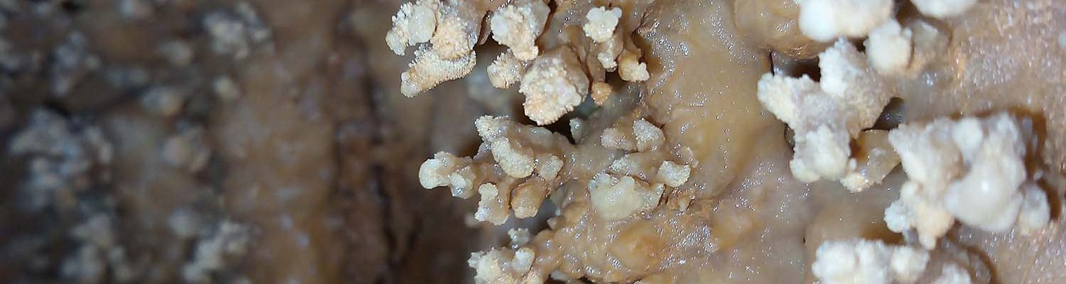 Artigo_Alecrineiros21 Artigo_Alecrineiros21