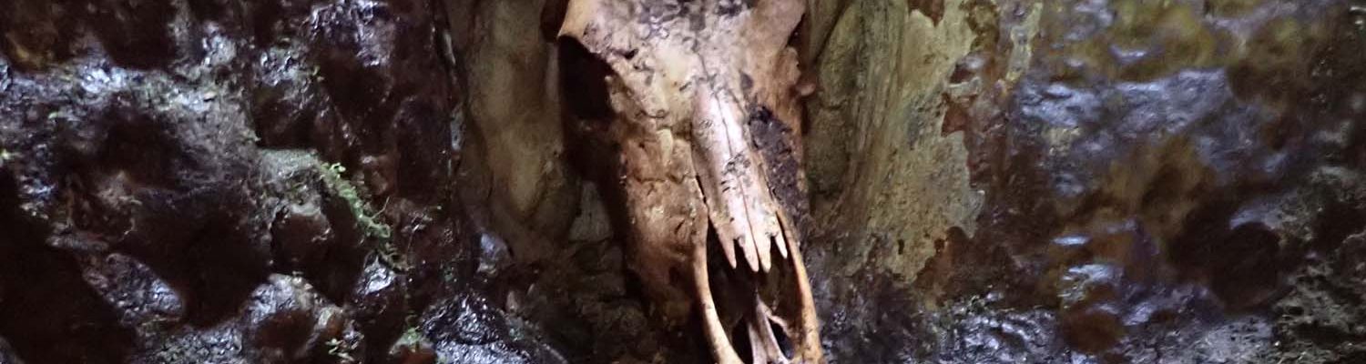 Artigo_Alecrineiros23a Artigo_Alecrineiros23a