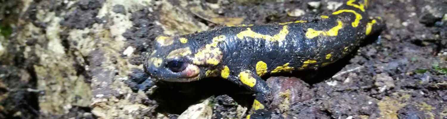 Artigo_Alecrineiros24 Artigo_Alecrineiros24