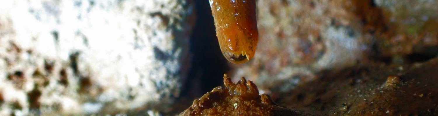 Artigo_Alecrineiros26 Artigo_Alecrineiros26