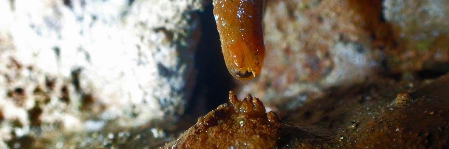 Artigo_Alecrineiros26