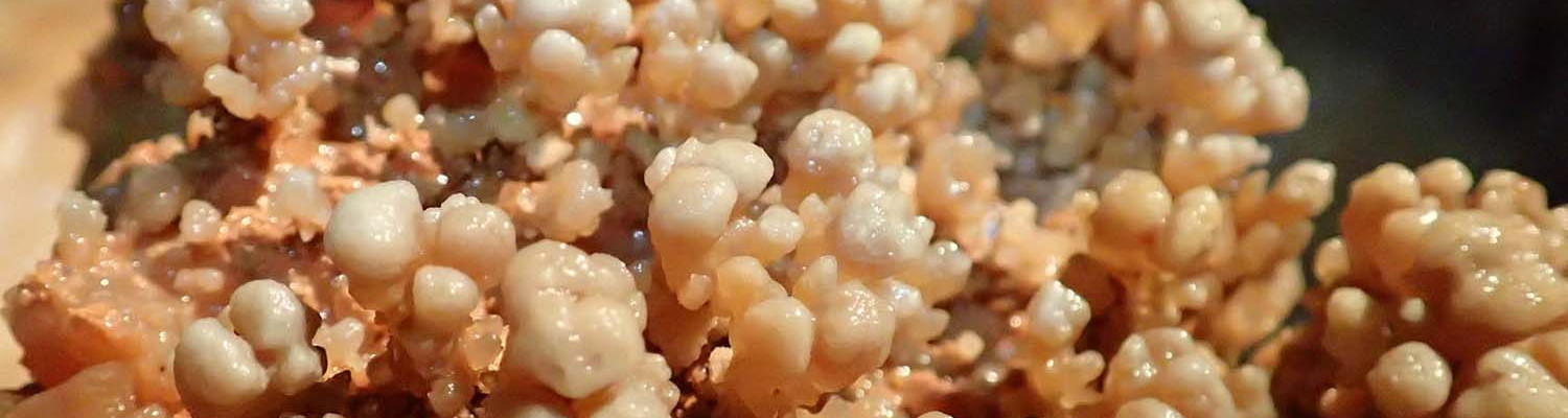 Artigo_Alecrineiros3 Artigo_Alecrineiros3