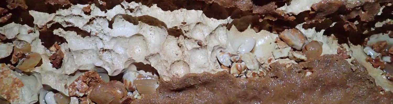 Artigo_Alecrineiros4