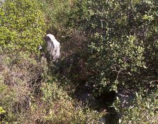 DSC00017