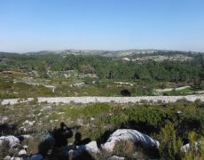DSCF6981