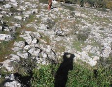 DSCF7119
