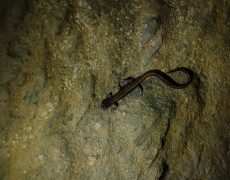 Figura 1 - Tritão de ventre laranja