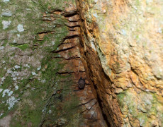 Figura 7 - Mina 3, final da galeria com Rhinolophus ferrumequinum ou Morcego-de-ferradura-grande (Foto: Pedro Almeida - GEM)