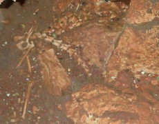 OLYMPUS DIGITAL CAMERA