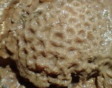 Figura 5 - Fóssil do coral cérebro, coberto com calcite (Foto: Samuel Lopes - GEM/WIND)