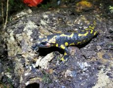 WhatsApp Image 2020-10-10 at 21.06.37 (1)