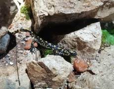 WhatsApp-Image-2021-04-10-at-18.49.13