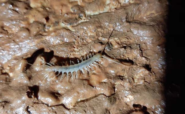 Figura 4 – Registo de espécie cavernícola