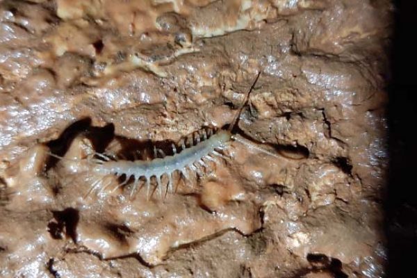 Figura 4 – Registo de espécie cavernícola